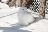 Cute smiley snow white owl sitting under shade on a sunny day in cold winter.