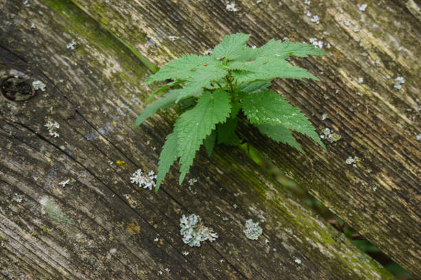 Nettle sprouted through the old fence