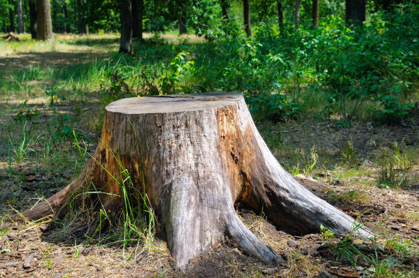 istock Old tree stump in the summer park. 1091792572