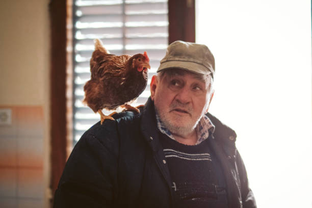 istock Chicken and Senior Farmer 1091792886