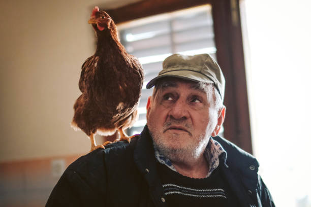 istock Chicken and Senior Farmer 1091793310