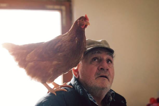 istock Chicken and Senior Farmer 1091793478