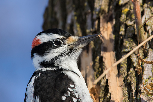 hairy woodpecker portrait