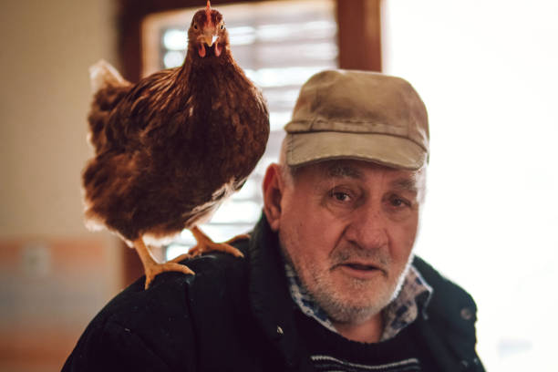 istock Chicken and Senior Farmer 1091793606