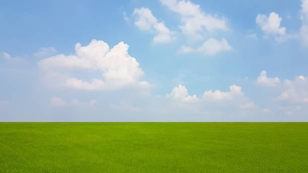 istock Large rice field around with blue sky and white clouds 1091793730