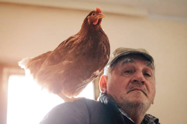 istock Chicken and Senior Farmer 1091794172