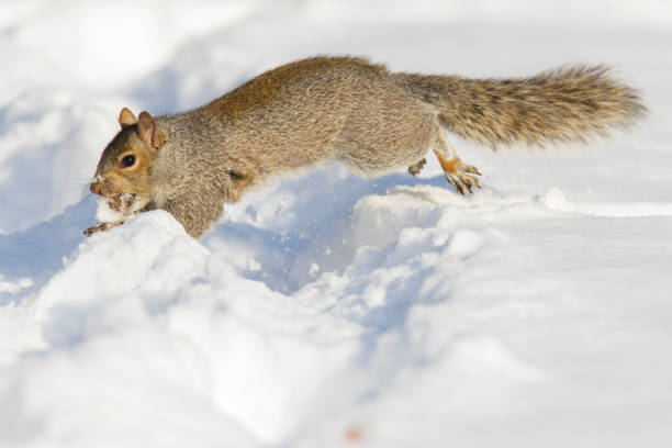 istock eastern gray squirrel running in winter 1091797408