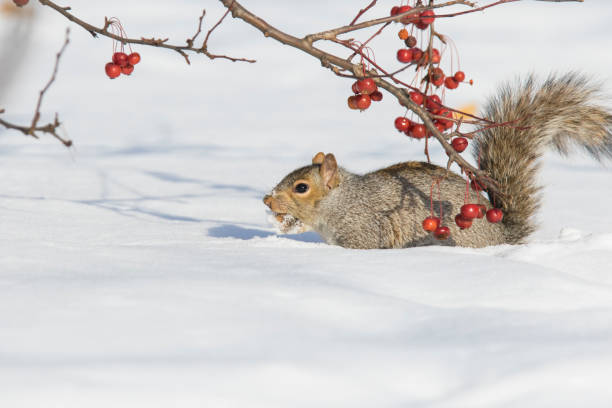 istock eastern gray squirrel running in snow 1091797890