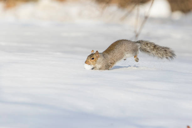 istock eastern gray squirrel running in snow 1091798106