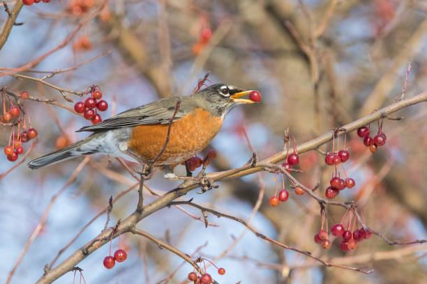 istock American robin in winter 1091798184