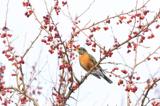 istock American robin in winter 1091798246