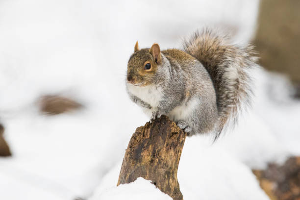 eastern gray squirrel in winter Sciurus carolinensis, common name eastern gray squirrel in winter amoeba photos stock pictures, royalty-free photos & images