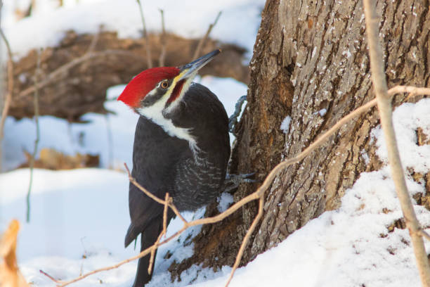 istock Pileated Woodpecker 1091799560