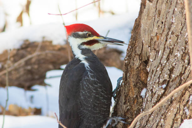 istock Pileated Woodpecker 1091799630
