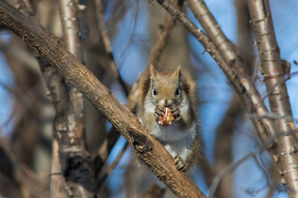 istock American red squirrel in winter 1091800488
