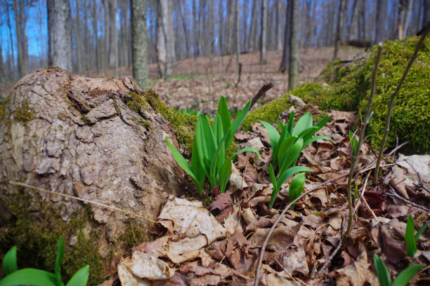 Wild Leeks / Ramps / Ramson (Allium tricoccum) emerging in the spring time forest. A favorite wild edible that foragers wild harvest. stock photo