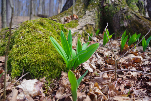 Ramp greens that are traditionally foraged in the spring.
