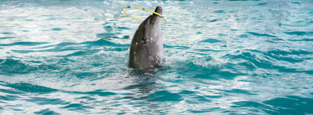 istock little dolphin plying with circle as show 1091806788