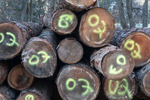 istock stacks of freshly cut timber marked and ready for delivery 1091806942