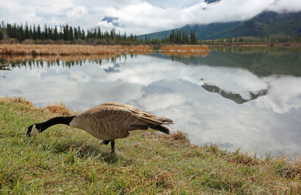 istock Canada goose on Vermilion Lake 1091807336