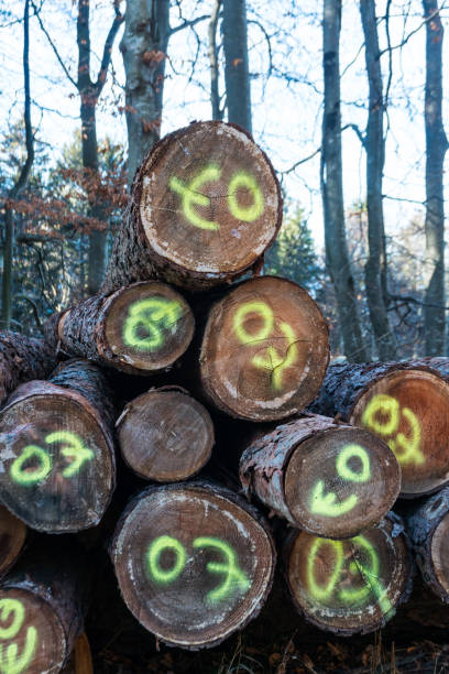 istock stacks of freshly cut timber marked and ready for delivery 1091807772