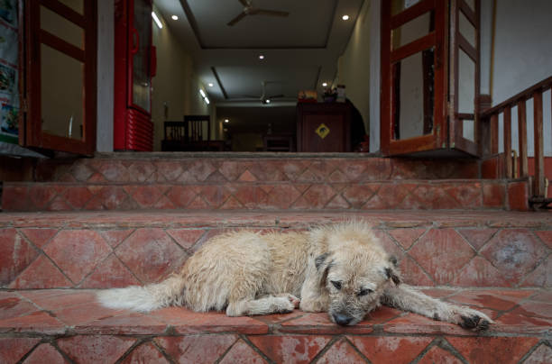 Luang Prabang, Laos - December 12, 2018: Dog resting on a staircase in front of a hotel in a street in Luang Prabang, the former capital of Laos