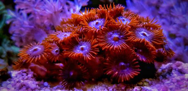 istock Colorful zoanthus polyp aquacultured in reef aquarium 1091817572