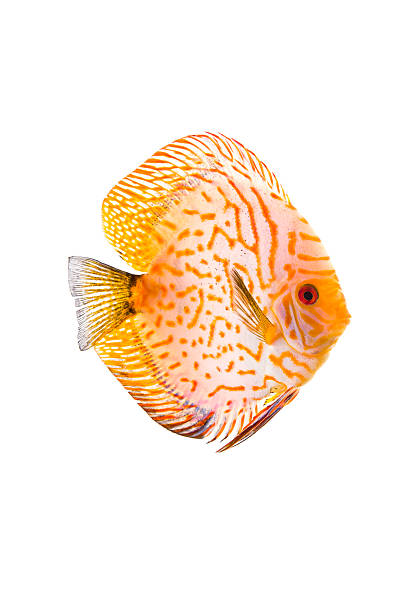 Discus Symphysodon Discus. Isolated on white background discus fish symphysodon stock pictures, royalty-free photos & images