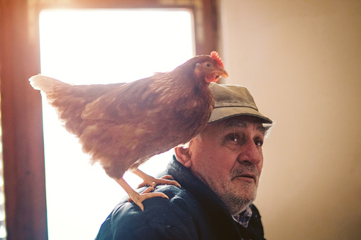 Chicken - Bird, Senior Adult, Farmer, Senior Men, Adult
