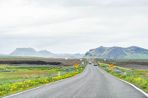 Vik, Iceland - June 14, 2018: Colorful blue and yellow flowers and green grass in Iceland meadow field with cars passing on bridge in traffic on ring road highway, signs