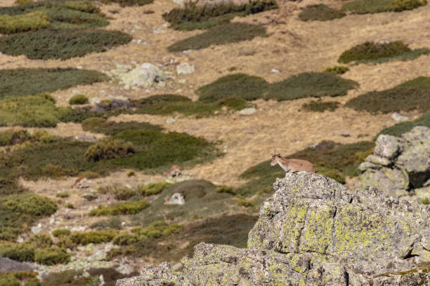 istock Mountain goat over the rock 1091825494