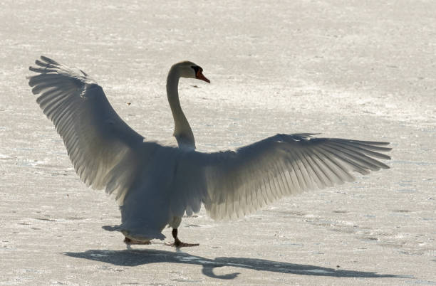 istock Mute swan spreading wings 1091828604