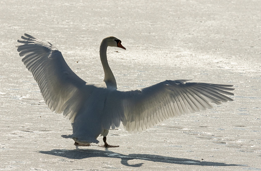 Mute swan (Cygnus atraus) standing on a frozen lake and spreading wings against the sunlight.