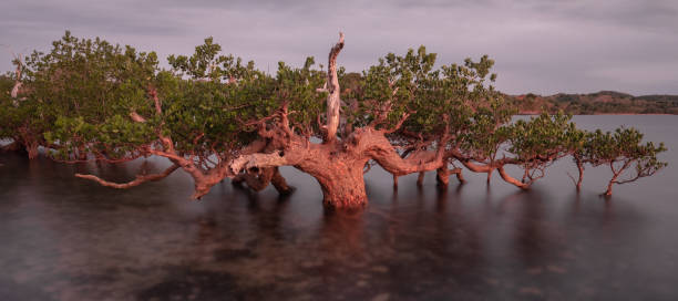 istock Mangrove tree in the waters around Nosy Be Madagascar 1091830644