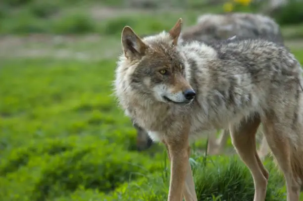 Photo of Wolf on foray