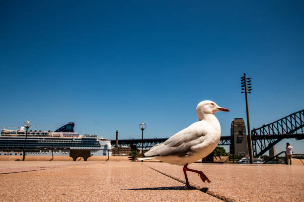 un sea-gull marchant sur la passerelle entre l’opéra et le harbour bridge de sydney, en australie - sydney harbor bridge sydney opera house vertical australia photos et images de collection