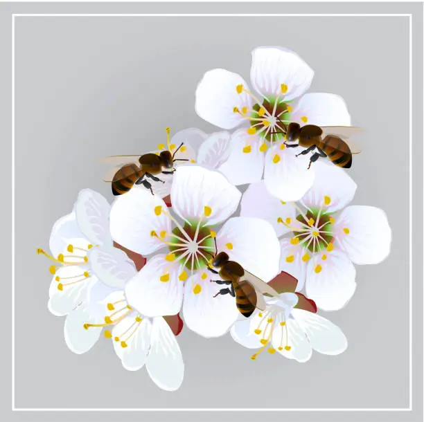 Vector illustration of Blossoming apricot
