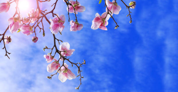 Colorful landscape of purple flowers in the spring season. Amazing background with magnolia tree. Beautiful pink magnolia petals on blue sky background. Branch of magnolias attractive flower in the blooming period. stock photo