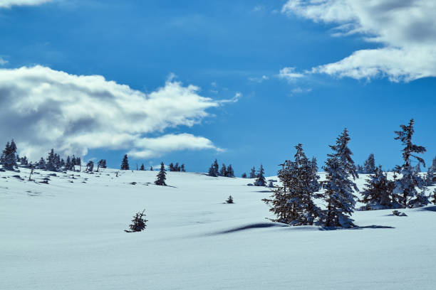 istock Snow-covered spruce trees during winter in the Giant Mountains 1091833796