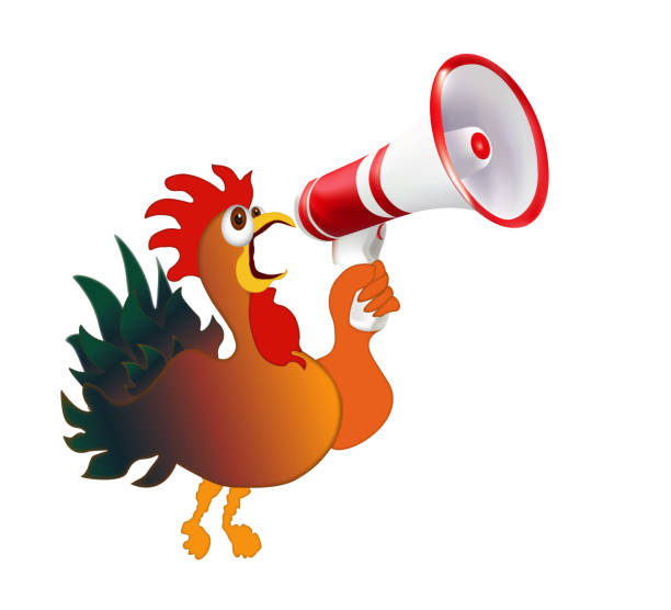 Colored rooster screaming in a megaphone. Humorous vector isolated illustration Use for web ads, for advertising on paper, fun and funny communication. crazy chicken stock illustrations