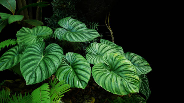 en forme de coeur bicolores feuilles de philodendron plowmanii la plante rare rainforest exotique avec fougères forêt et divers types de plantes tropicales de feuillage dans le jardin d’ornement sur fond sombre. - anthurium flower formal garden tropical climate photos et images de collection