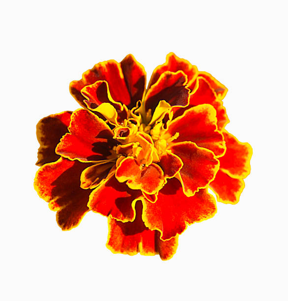 istock Red flower Tagetes at solar day 1091836466
