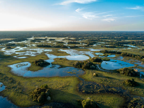 Pantanal photographed in Corumbá, Mato Grosso do Sul. Pantanal Biome, Brazil. stock photo