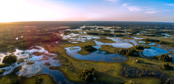 pantanal photographié à corumbá, mato grosso do sul. biome du pantanal, brésil. - zone humide photos et images de collection