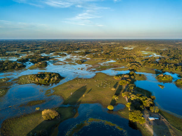 Pantanal photographed in Corumbá, Mato Grosso do Sul. Pantanal Biome, Brazil. stock photo