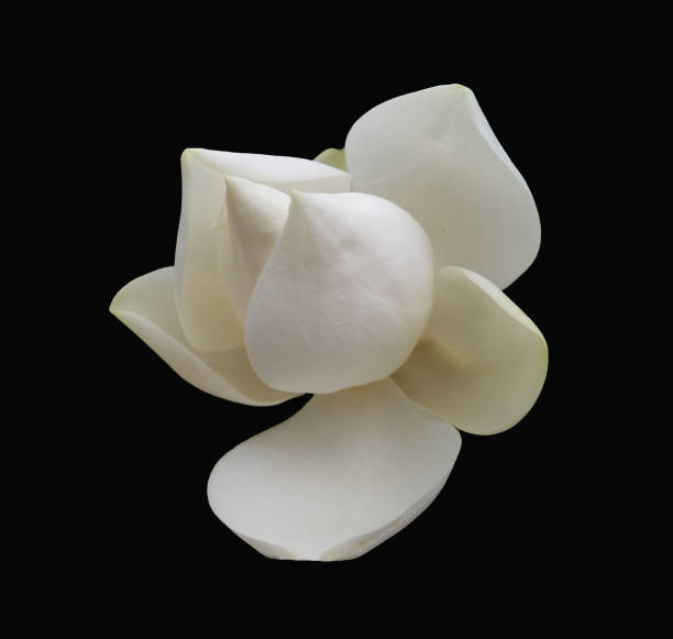 istock Creamy white Magnolia flower on black background 1091838736