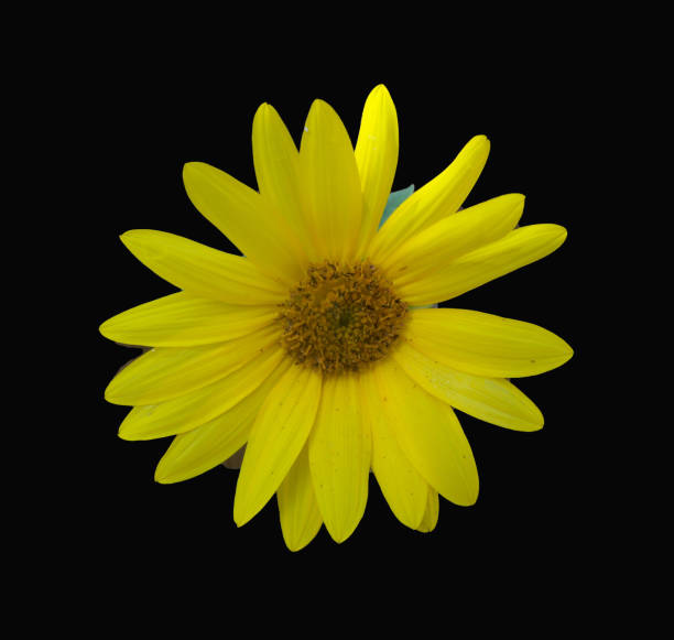 istock Yellow sunflower set against a black background 1091838760