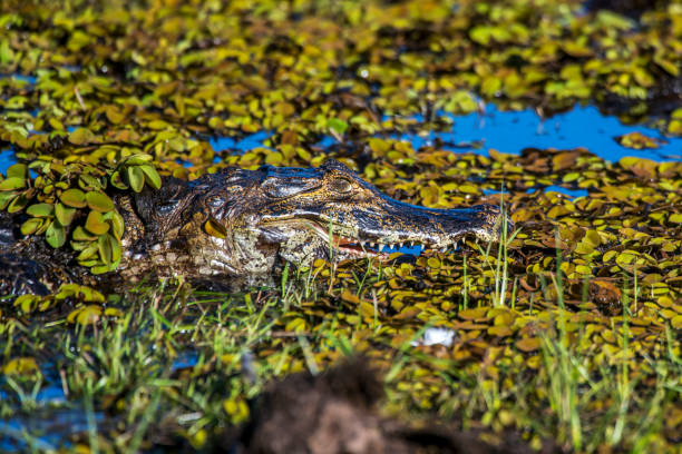 istock Pantanal Alligator (Caiman yacare) | Yacare Caiman 1091838824