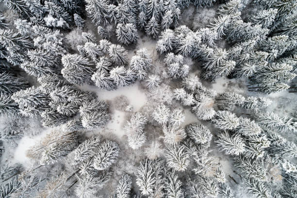 istock Aerial view of trees covered with snow 1091841620