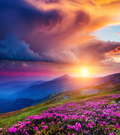 Great view of the magic pink rhododendron flowers on summer mountain. Dramatic overcast sky before the storm. Carpathian, Ukraine, Europe. Beauty world.